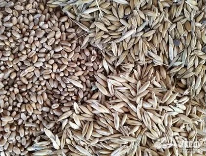 Зерносмесь пшеница+ячмень