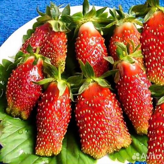 Рассада клубники Купчиха