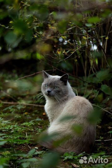 Фотограф анималист
