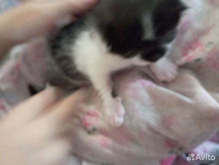 Маленький котёнок мальчик, от кошки мышеловки