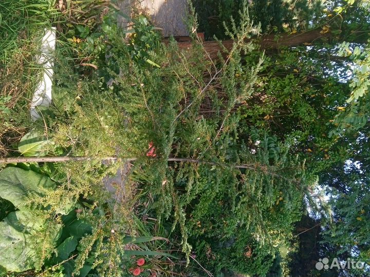 Тсуга канадская 2 шт