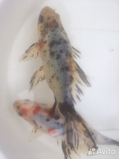 Карпы Кои, кометы, шубункины