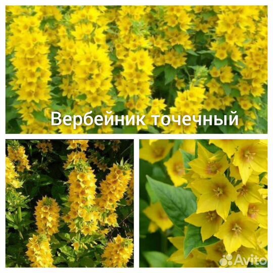 Колеусы и др. многолетники