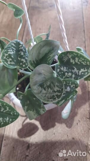 Растения в горшках