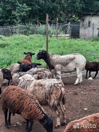 Овцы бараны ягнята