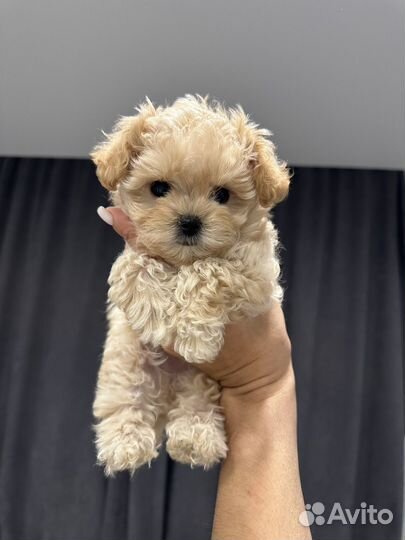 Мальтипу f1 micro корея