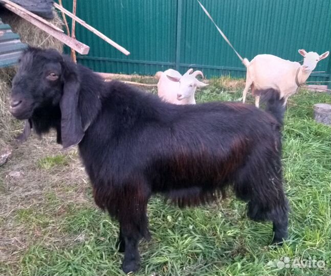 Шами козёл 100