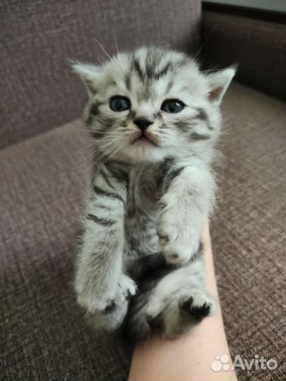 Шотландские котята