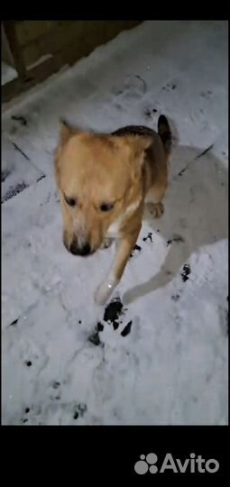 Преданнейший пёсик-друг