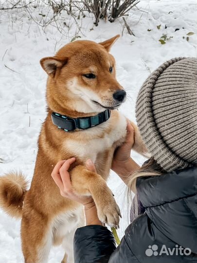 Трекер для собак