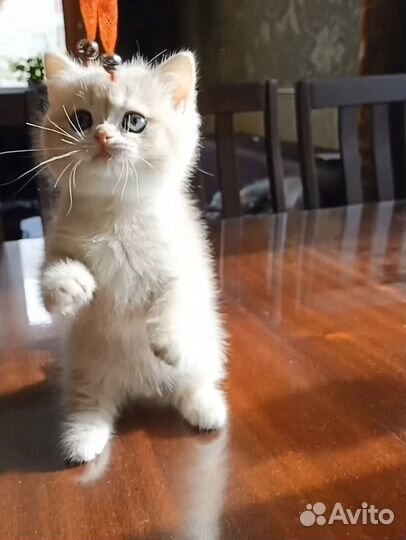 Британский котик