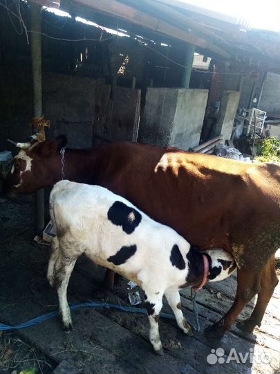 Корова с телёноком