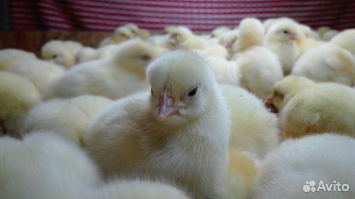 Бройлеры росс
