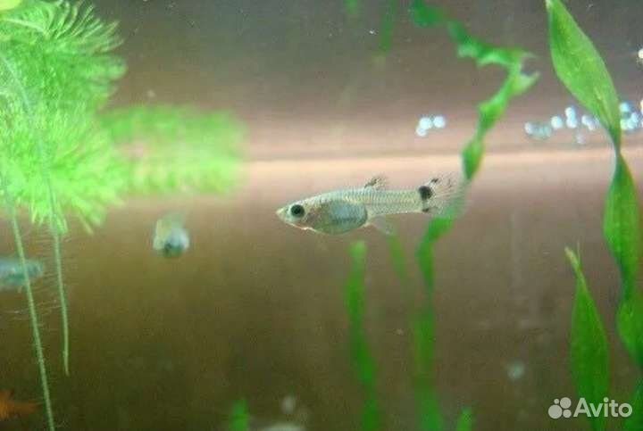 Гуппи, ракушки