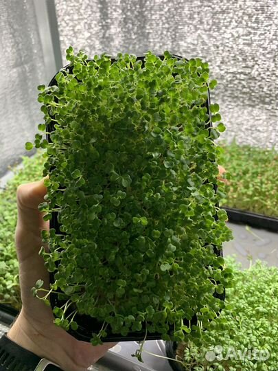 Микрозелень