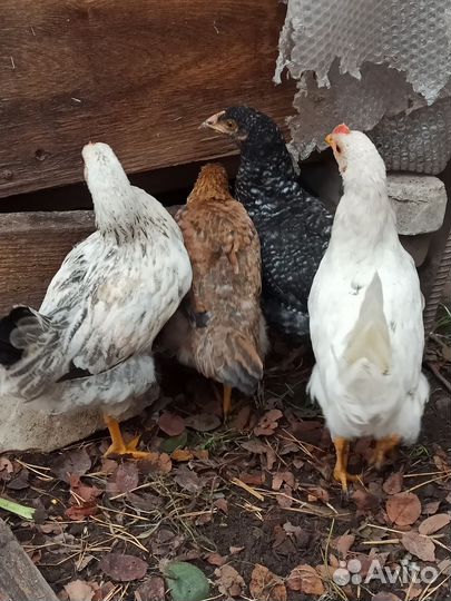 Цыплята Ломан Браун