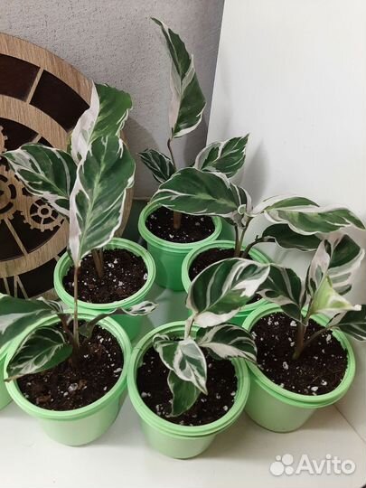 Калатея Вайт Фьюжн