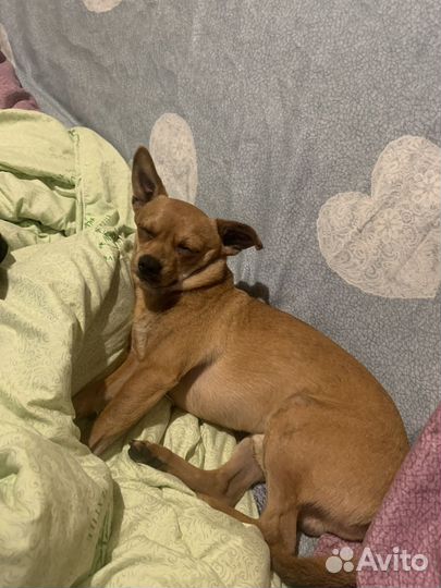 Русский той-терьер вязка