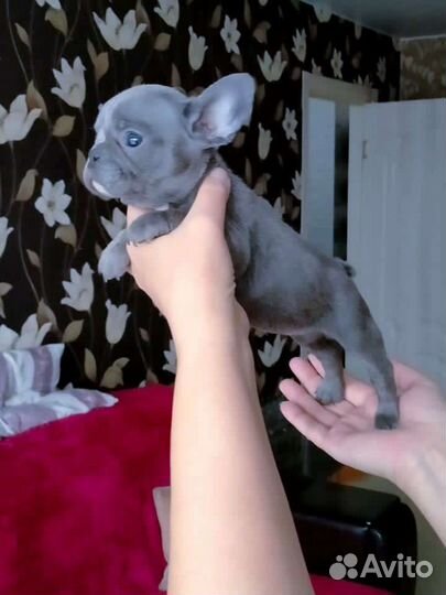 Французский бульдог мини