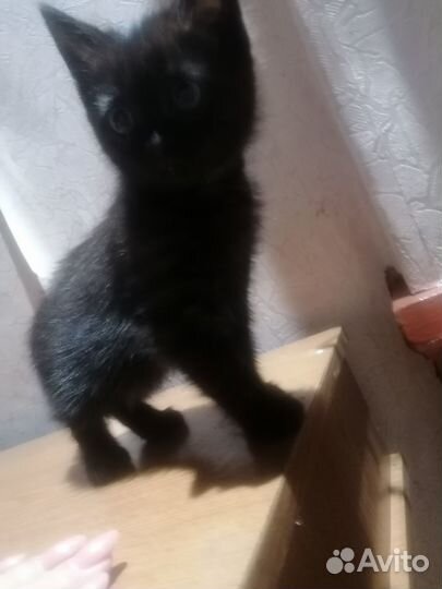 Котик 2 мес. в добрые руки