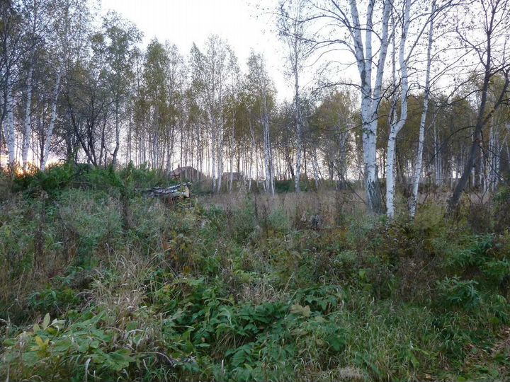 Участок 12 сот. (СНТ, ДНП)