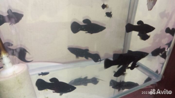 Настоящие Черные моллинезии