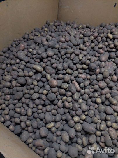 Картофель, продажа мешок 32кг