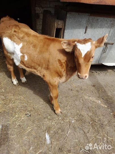 Теленок бычок 3 месяца