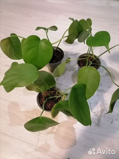 Монстера мелколистная