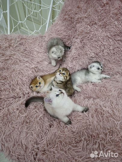 Котята шиншиллы