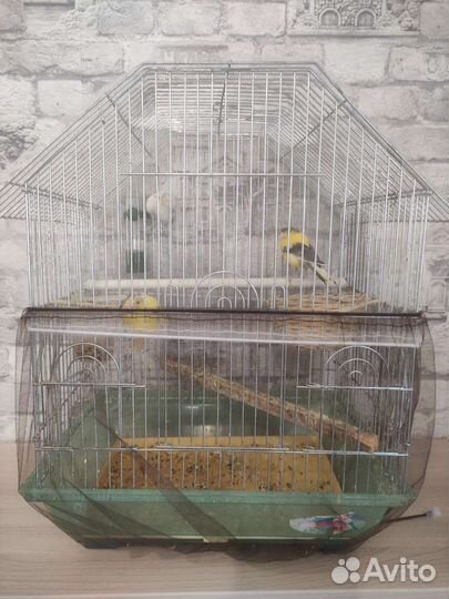 Кенар и канарейка