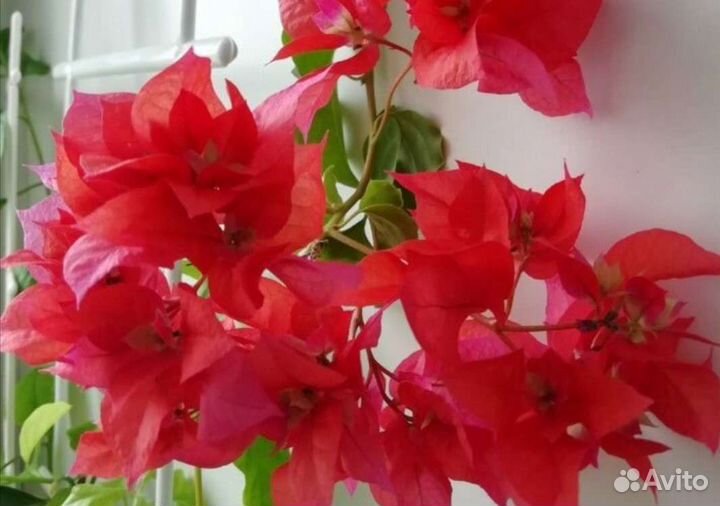 Герберы продам Бугенвиллия К# У П Л# Ю