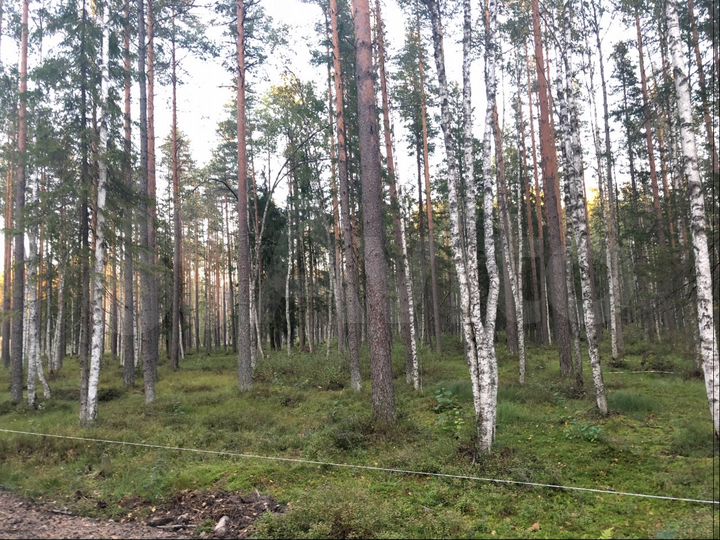 Участок 14 сот. (ИЖС)