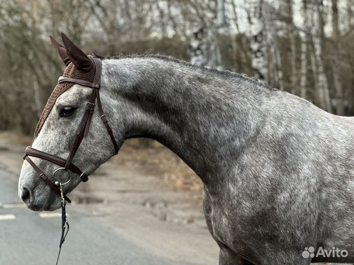 Универсальный молодой мерин