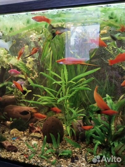 Рыбки растения для аквариума