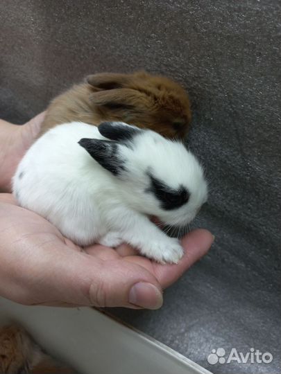 Декоративные кролики