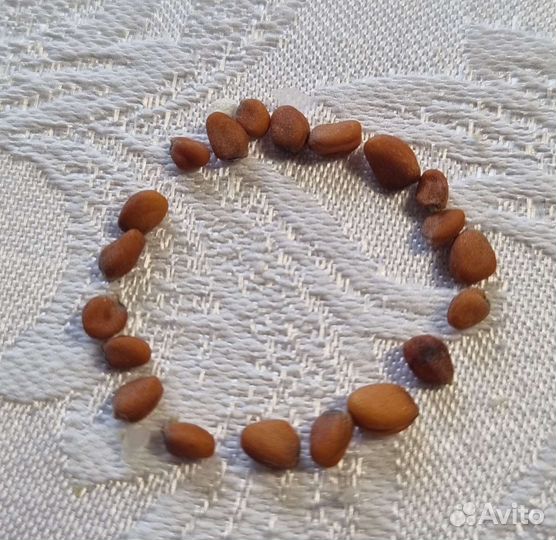 Семена.Редька дайкон