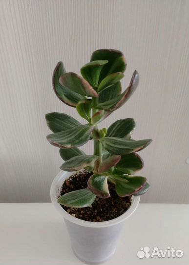 Крассула овата вариегатная триколор