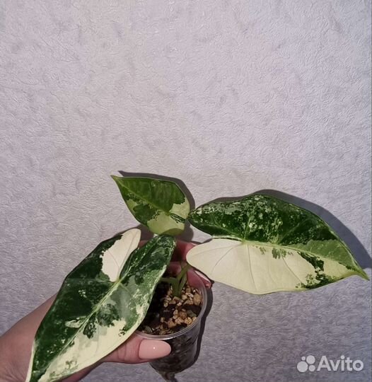 Алоказия фрайдек вариегатная