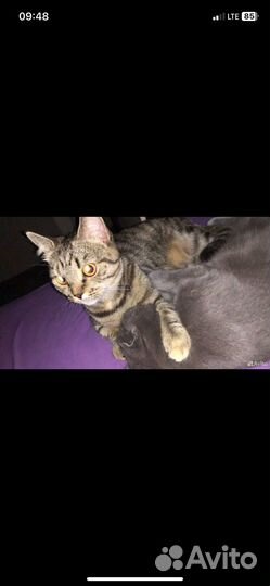 Кошка