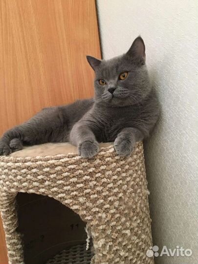 Шотландский кот вязка