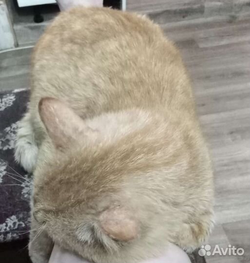 Котики бесплатно в добрые руки