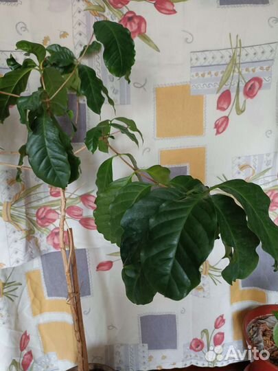 Кофейное дерево