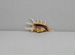 Ламбис Скорпио 12,1 морская ракушка раковина