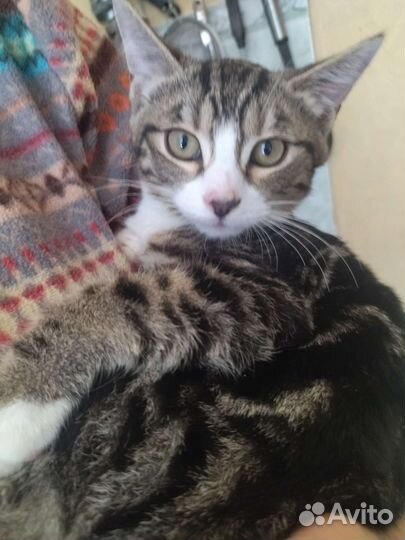 Котенок Бантик