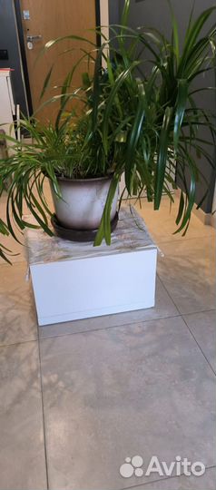 Пальма панданус