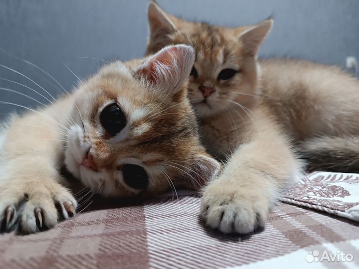 Золотая британская шиншилла