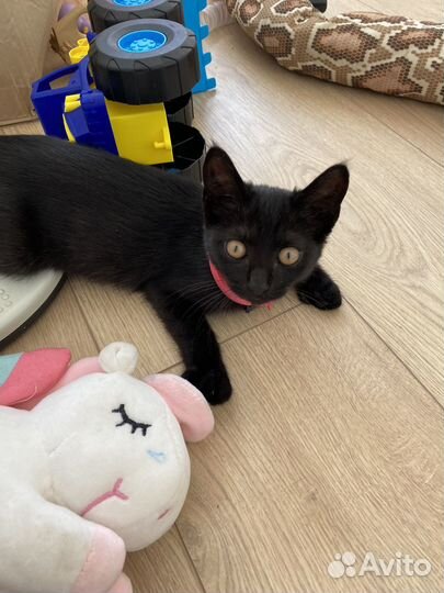 Черный котенок девочка