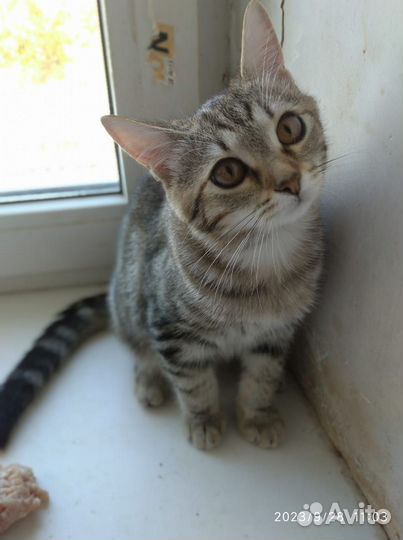 Котик - подросток в добрые руки