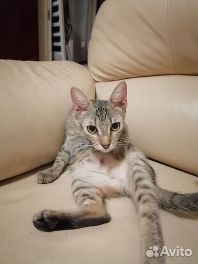 Кошечка